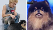 Taehyung de BTS: su perro Yeontan debutó en Corea y emociona a ARMY en redes