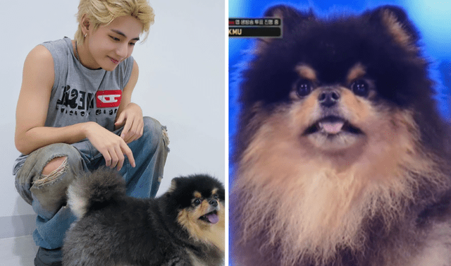 Taehyung, integrante de BTS, adoptó a Yeontan en 2018. Foto: composición LR/Mnet